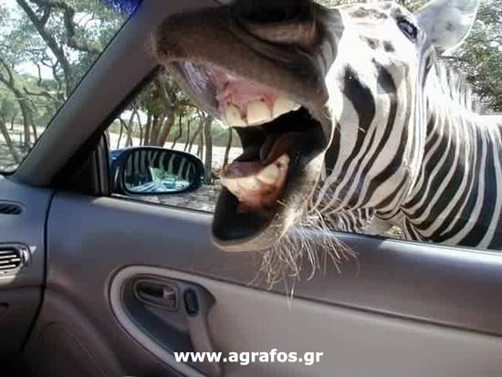 Προσοχή στα Safari