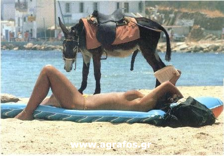 Γάϊδαρος ματάκιας